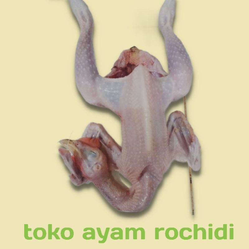 

ayam pejantan 1.1kg( hidup)