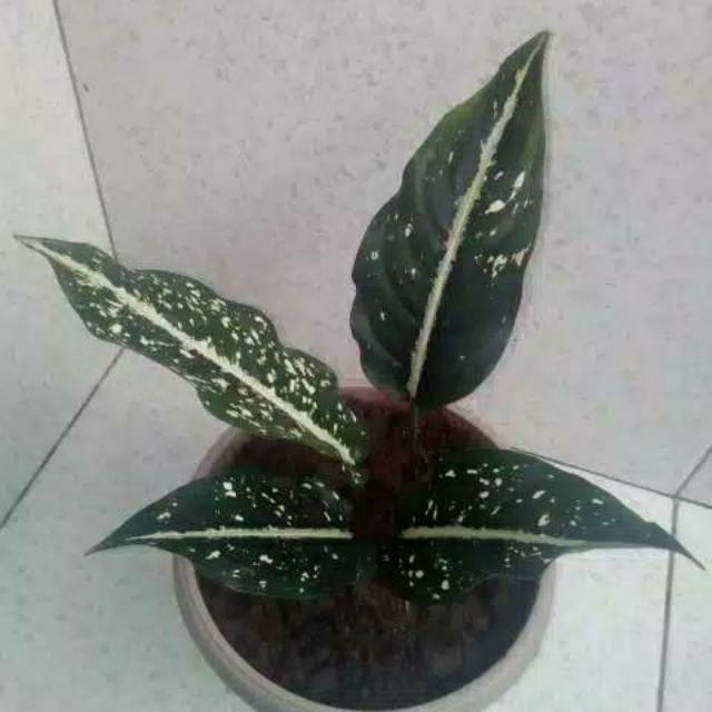 (BISA COD)Aglonema sirkit - tanaman hias aglonema  - bibit aglonema