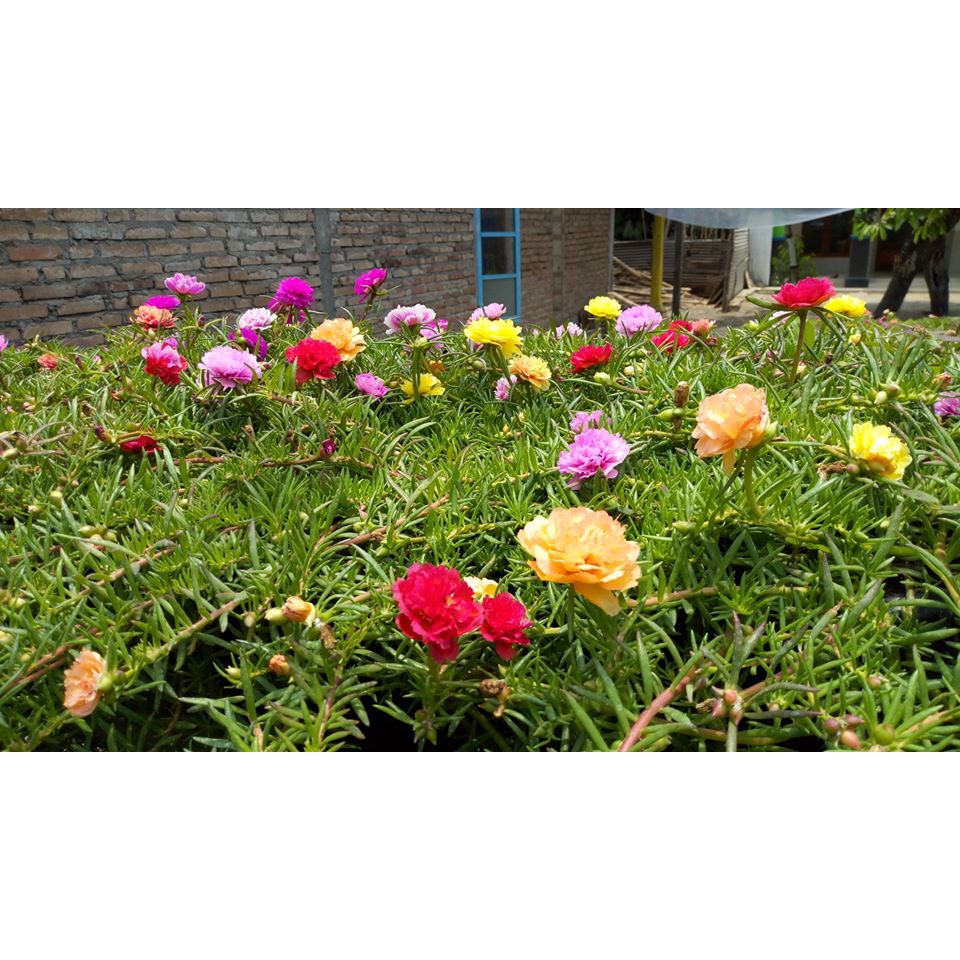 Bibit Tanaman Hias Sutra Bombay Tumpuk/Bunga Krokot/Mossrose/Bunga Pukul 9 tumpuk/ bunga cantik manis
