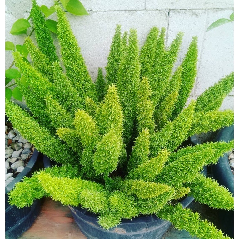 Tanaman Hias Ekor Tupai - Bunga Hias Ekor Tupai - Bunga Ekor Tupai - Tanaman asparagusdensiflorus - 