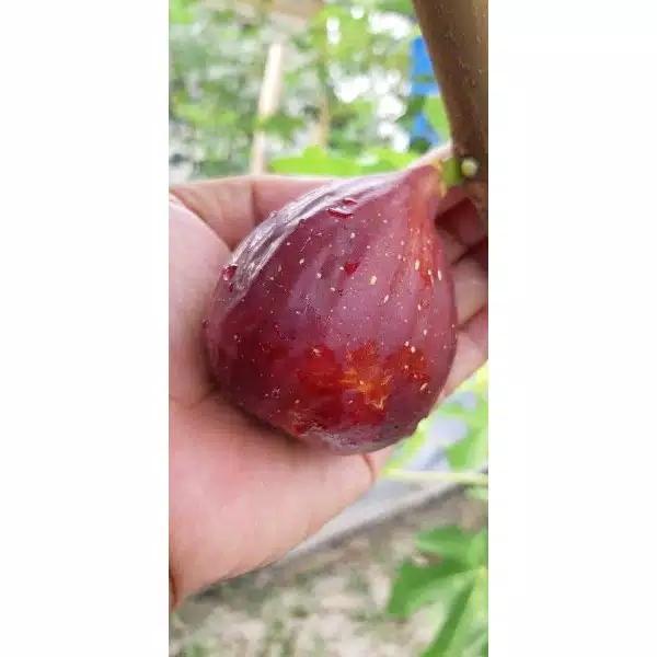 Buah tin Merah Jumbo