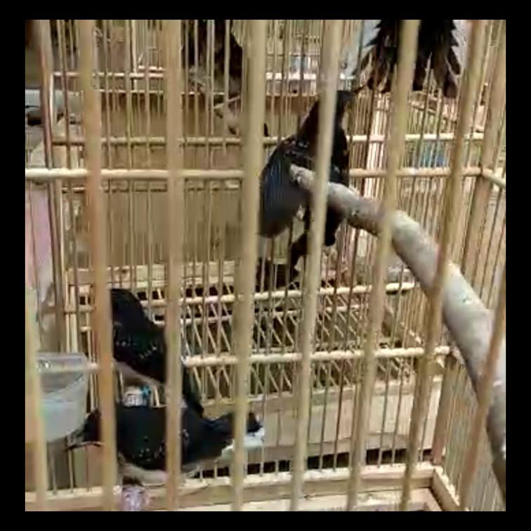 Burung Murai Batu Medan