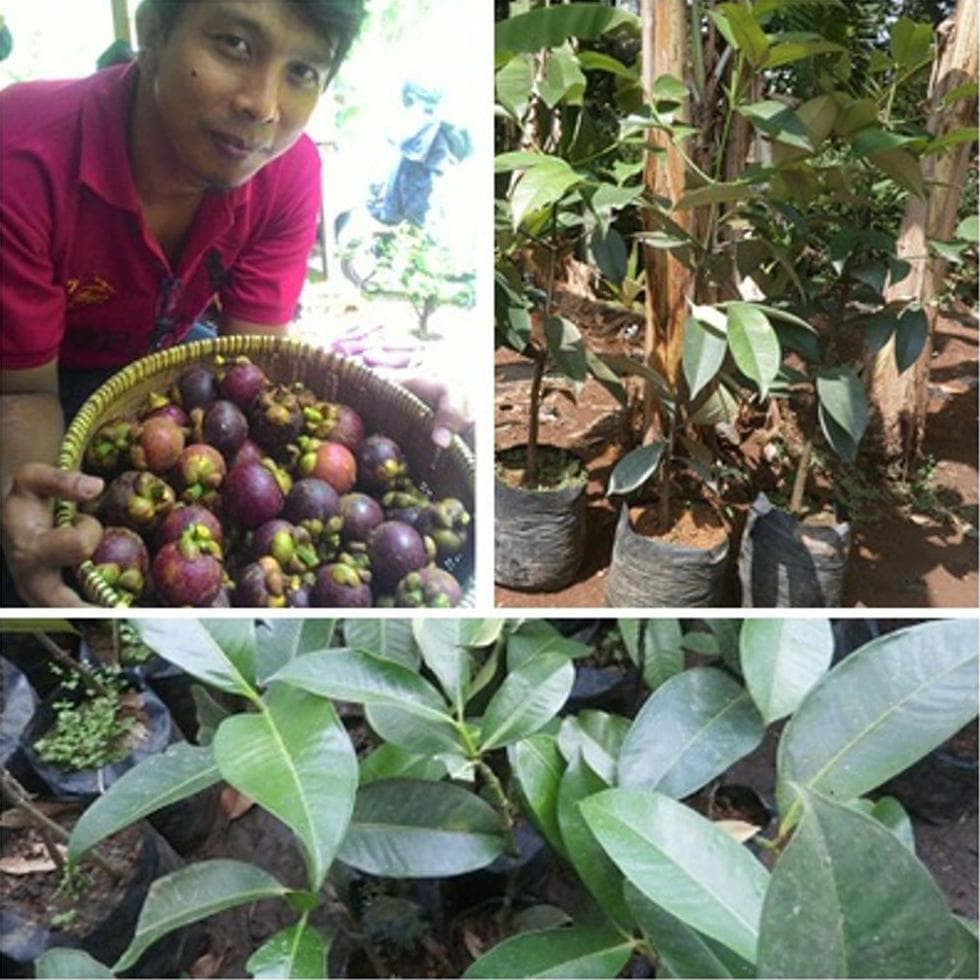 bibit manggis okulasi