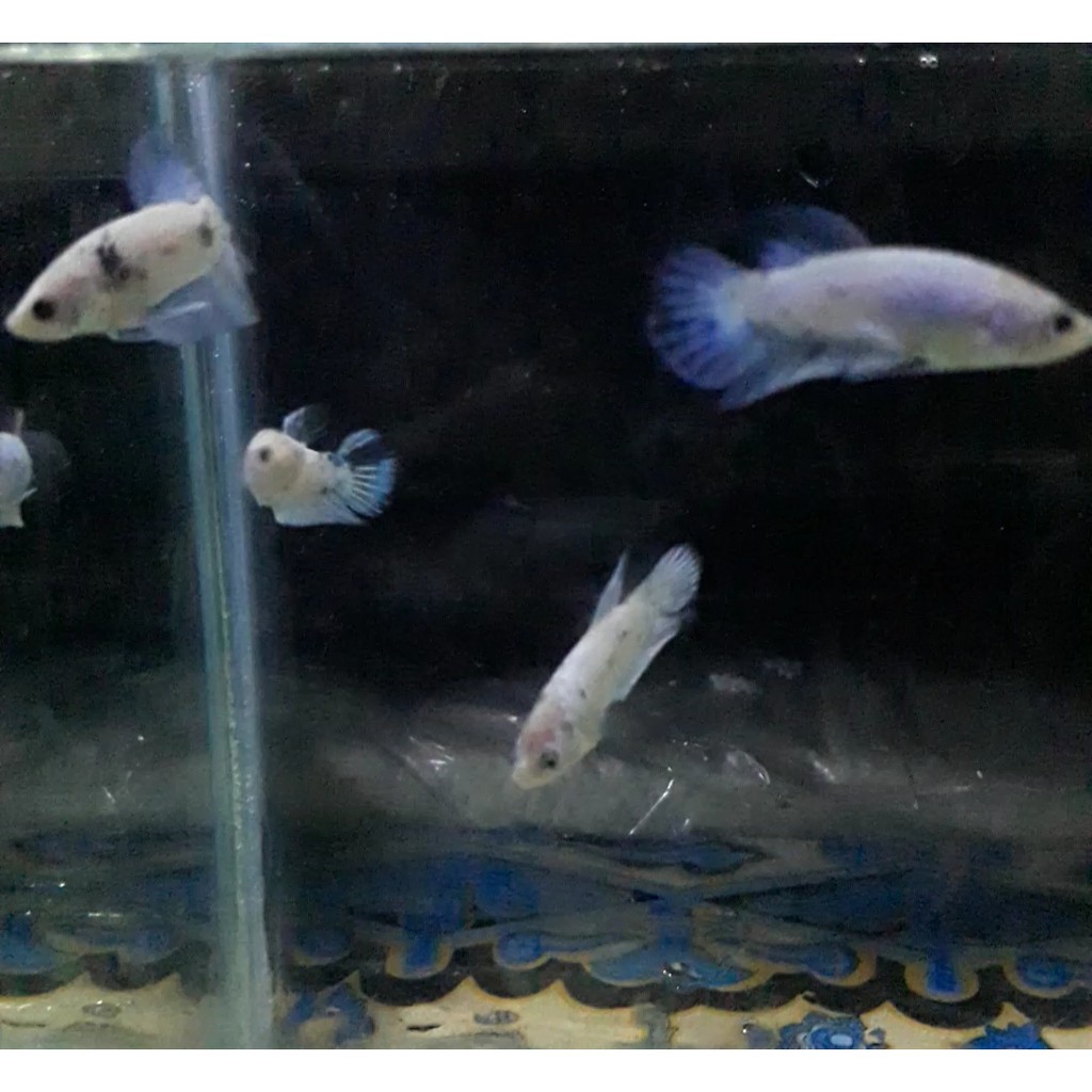 Ikan cupang jenis fancy