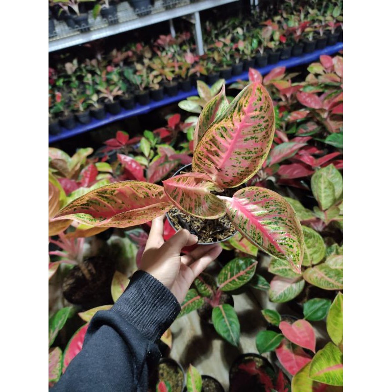 pohon koleksi tanaman aglonema legacy mangkok/LEMANG