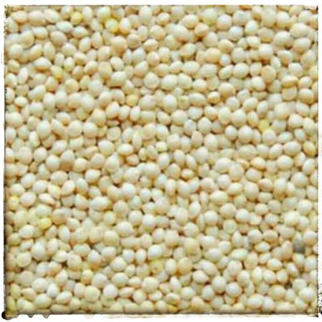 Milet Putih Makanan Burung Lovebird Canary Parkit Australia Dan