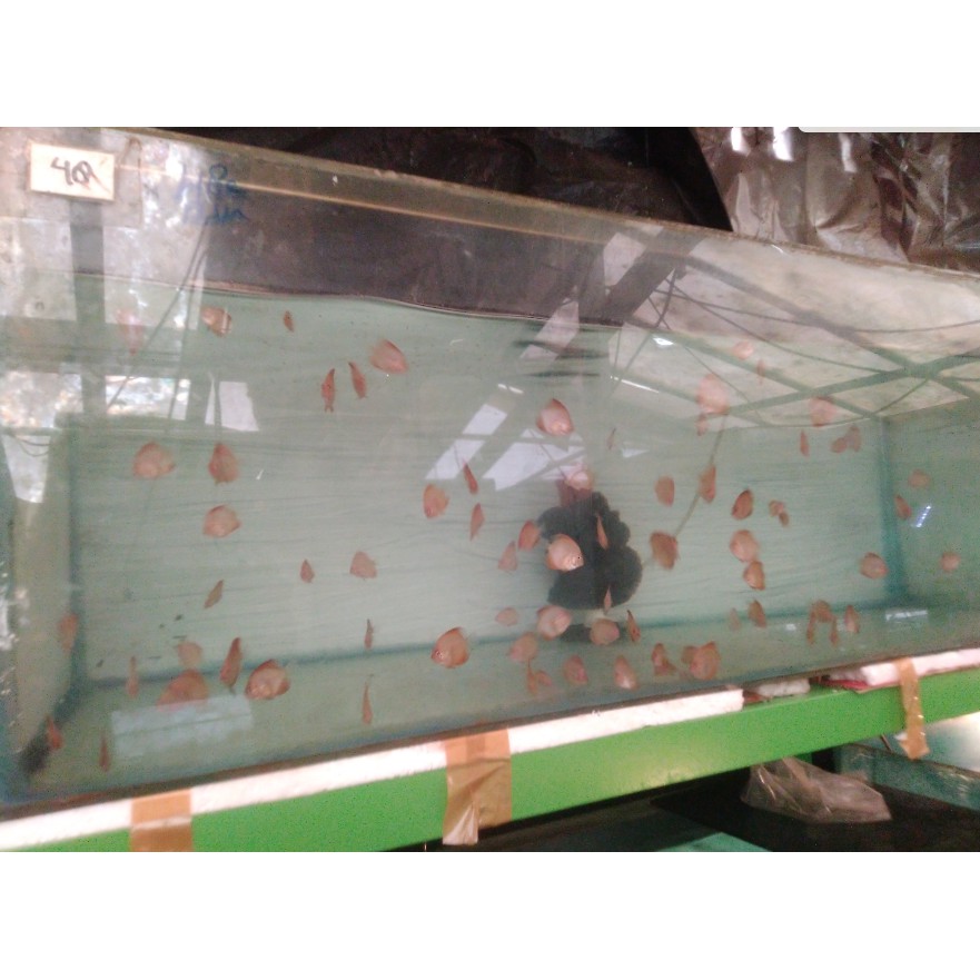 ANAKAN IKAN DISCUS MIX CAMPUR UK 1" UP