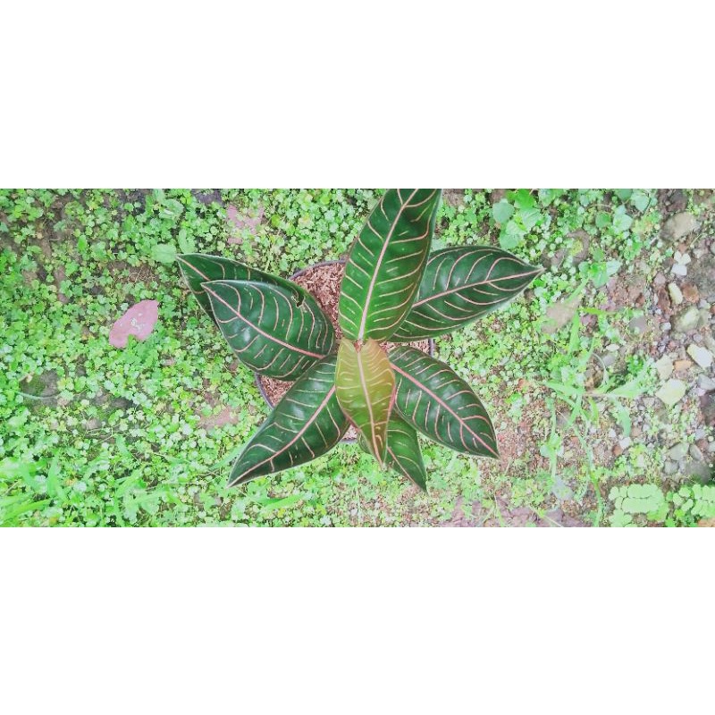 aglaonema Pride of Sumatra. varian black