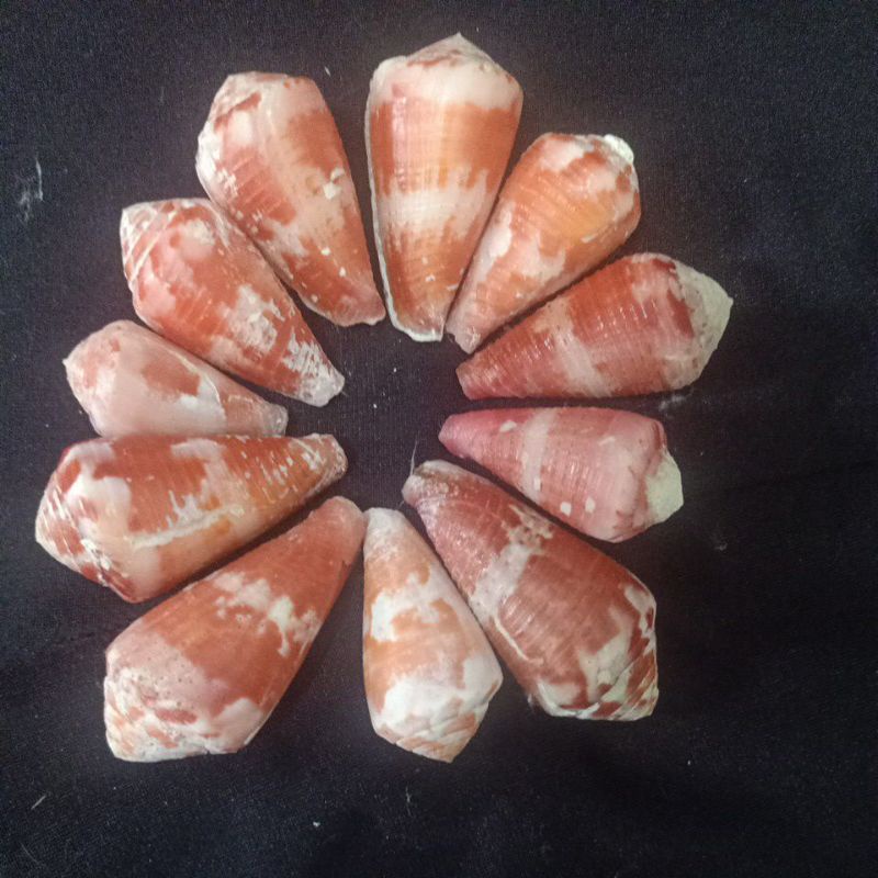 CONUS PERTUSUS