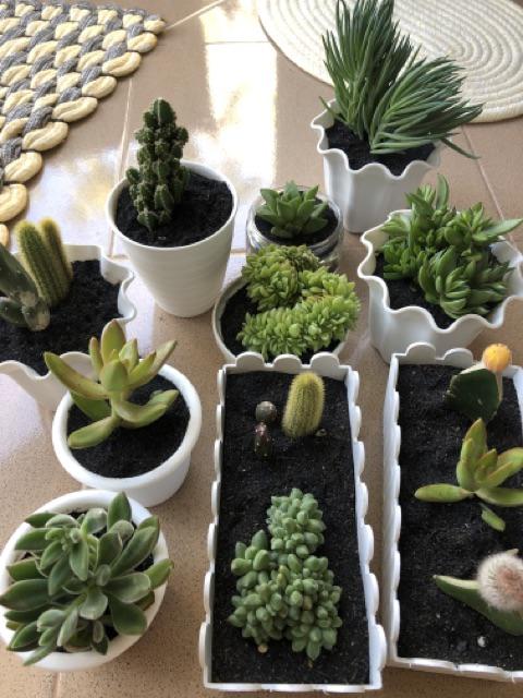 Paket Tanaman Hias Sukulen Sekulen Medium Random