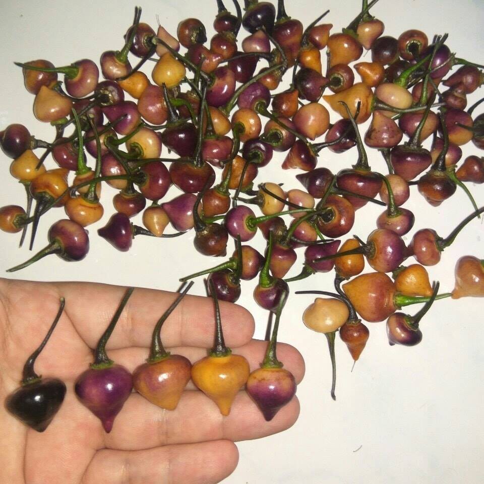 Benih Bibit Biji - Cabai Black Peach Chupetinho Pepper Seeds