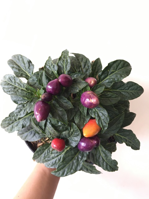 Tanaman Cabe Hias Pelangi bukan benih