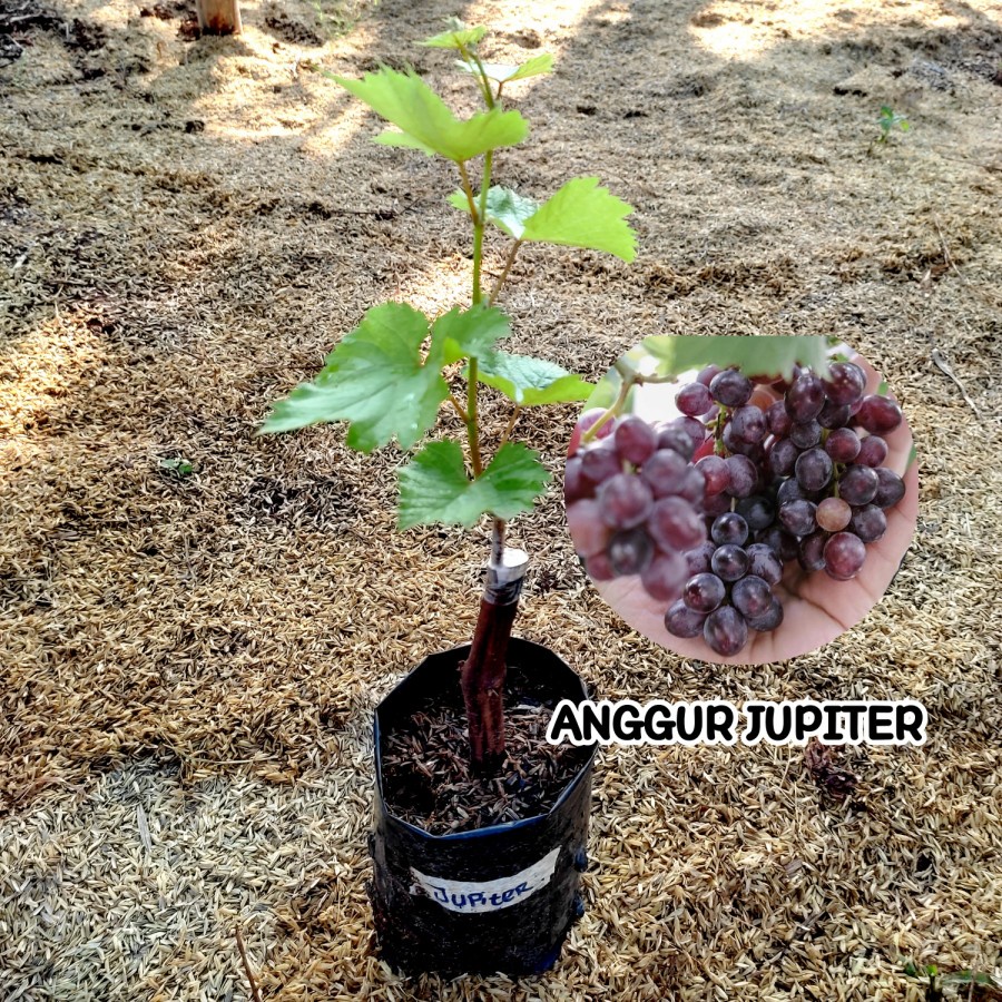 Bibit Anggur Jupiter Tanaman Buah Anggur Improt Jupiter Grafting