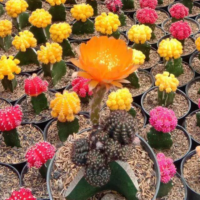 Kaktus Impor thailand bloomming