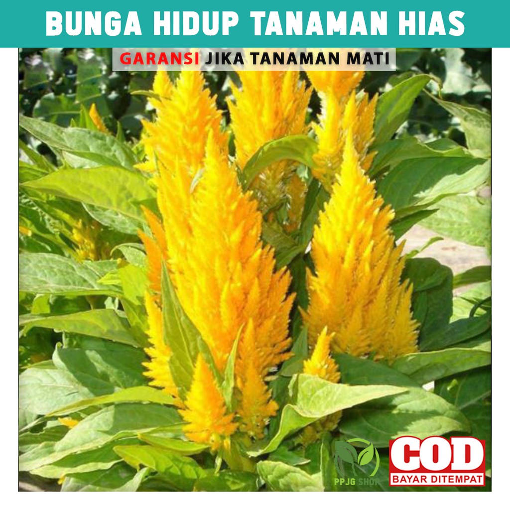 

Bunga Hidup Tanaman Hias Celosia Kuning Hiasan Taman