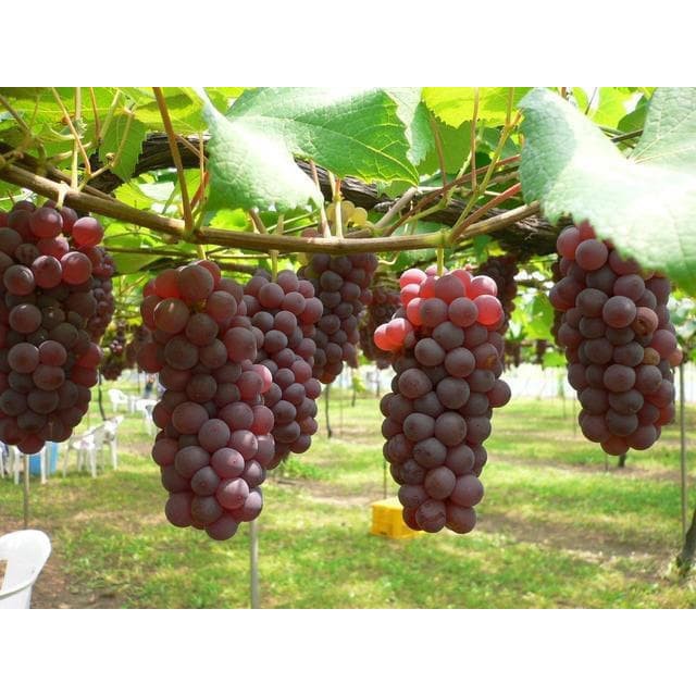 Bibit buah anggur import rizamat Original