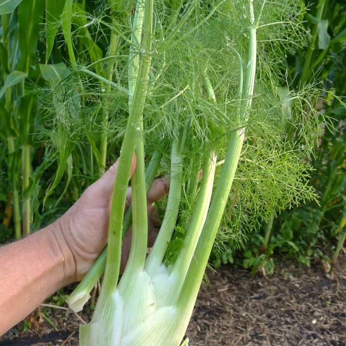 Benih Bibit Biji - Fennel di Firenze Adas Pulosari Herb Seeds - IMPORT