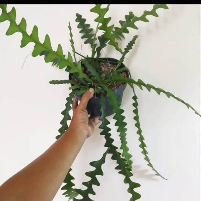 TANAMAN GANTUNG WIJAYA KUSUMA KERIS/WIJAYA KUSUMA KERIS