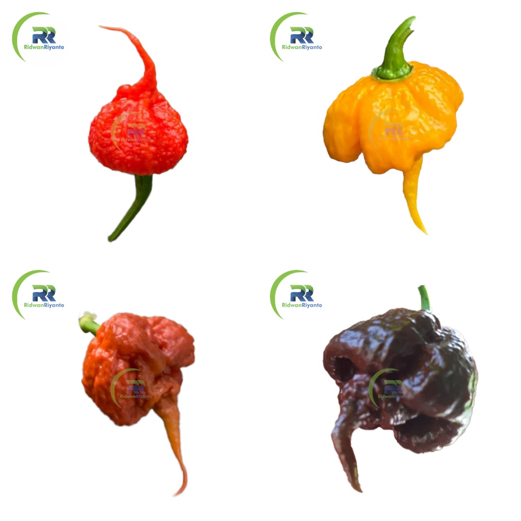 Paket 4a Biji Cabe Carolina Reaper Cabai Terpedas di Dunia Nomor 1 versi The Guinness World Record Benih Tanaman