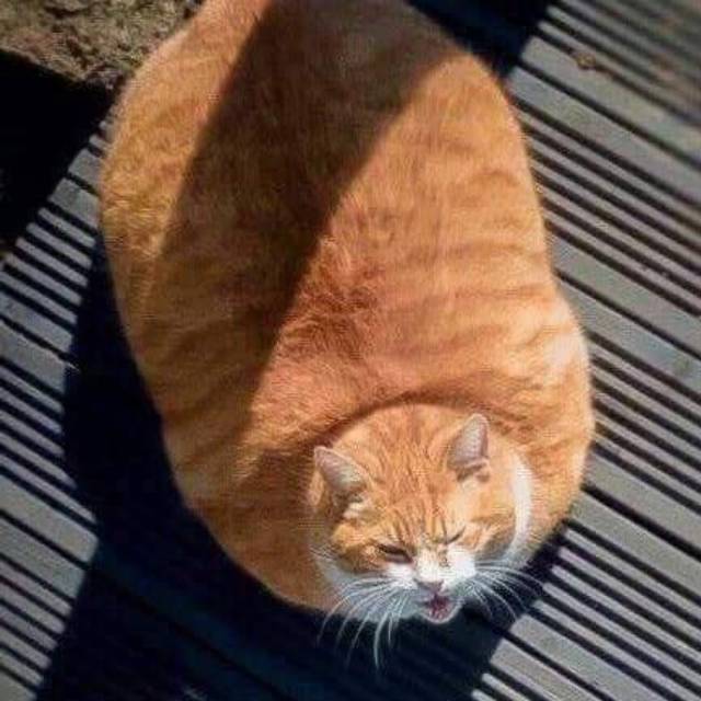 chicadaengmassiseng