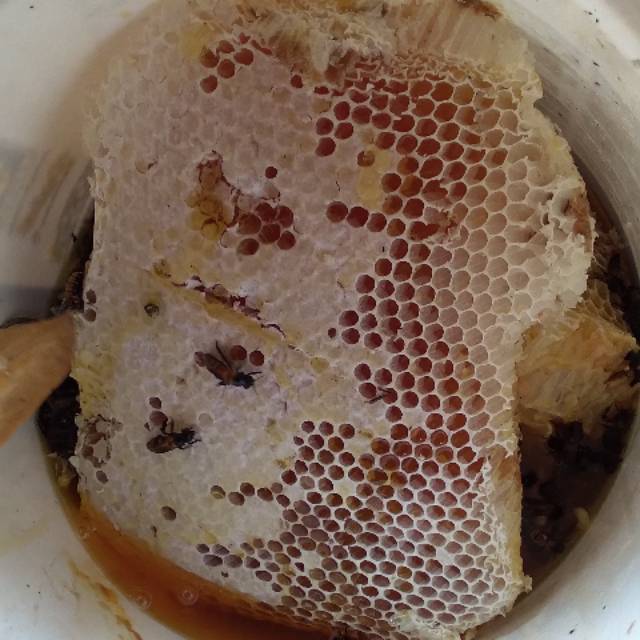 

Madu Galam Asli 100% dari hutan Kalimantan