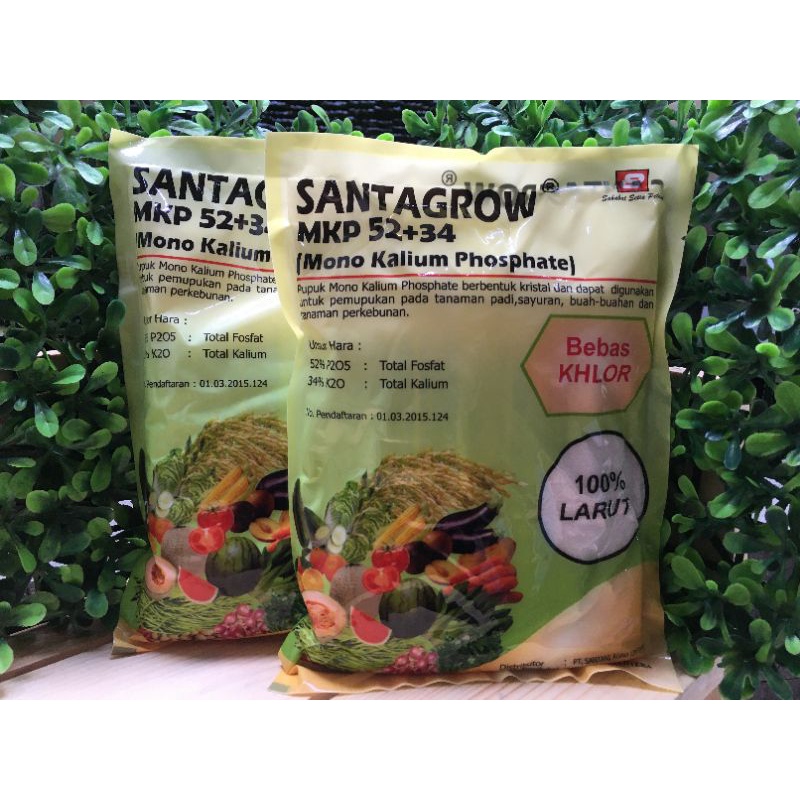 Pupuk MKP 52 + 34 Santagrow 1 kg