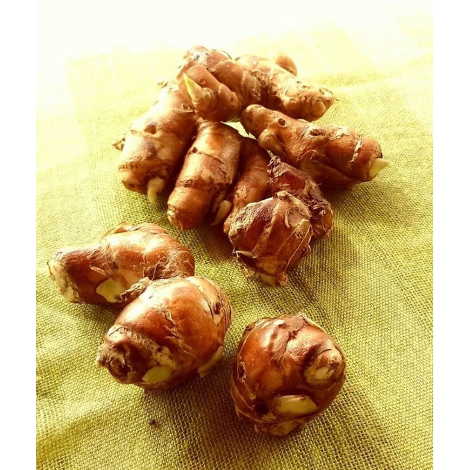 

KENCUR ASLI (Tanaman Sendiri) masih fresh, langsung dipetik, 1 kg
