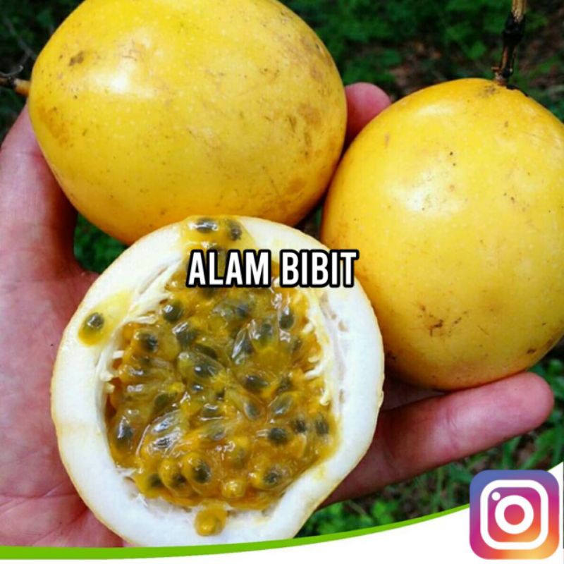 BIBIT MARKISA MANIS