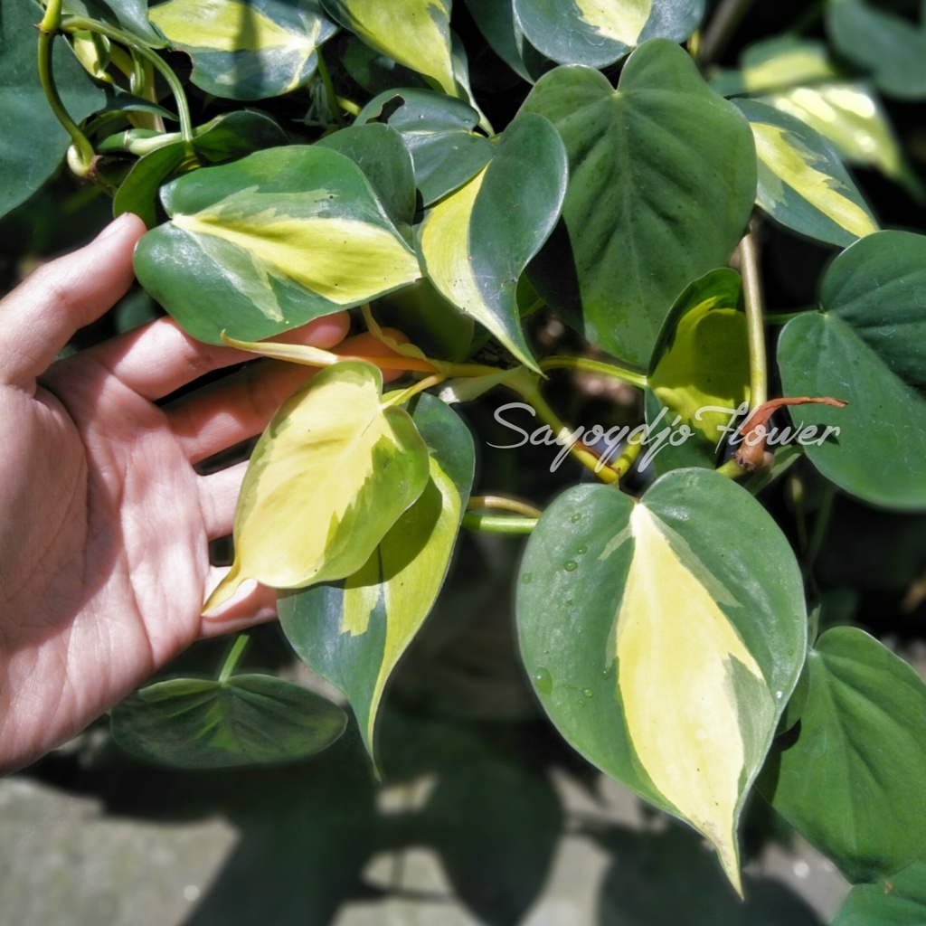 Sirih Brazil Variegata / Philodendron Brazil tanaman hias.