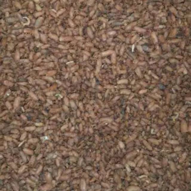 

Cumi baby ,asli medan