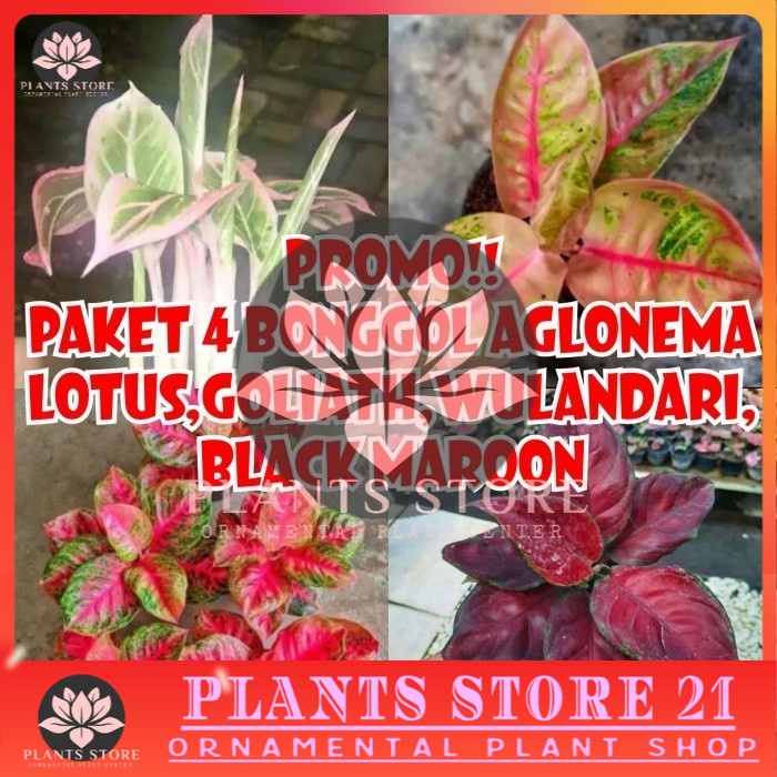 promo!! paket 4 bonggol aglonema lotus,goliath,wulandari,black maroon