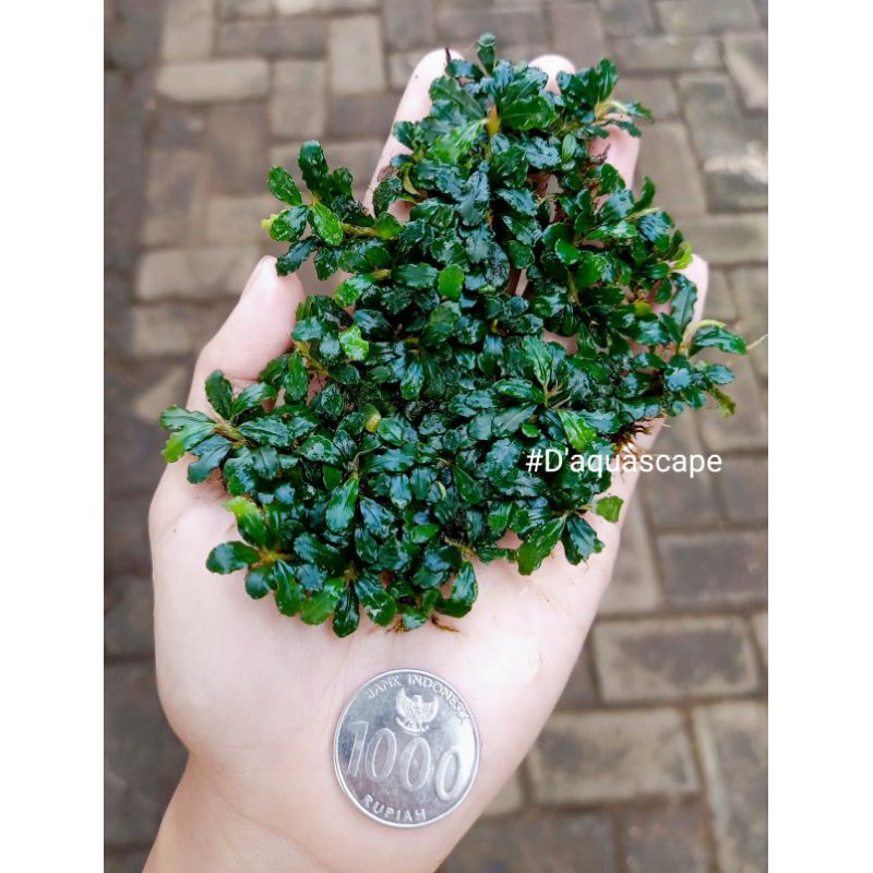 Tanaman air Buce Daun Mini micro cocok Buat Planting Bonsai aquascape atau detailing