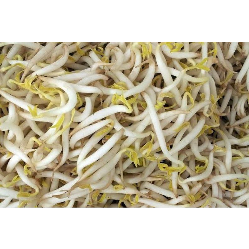 

Tauge / Toge / Kecambah Fresh 500 gr