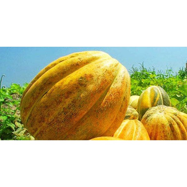 

Jual Bibit Benih Seeds Sayur Buah Blewah Manis New