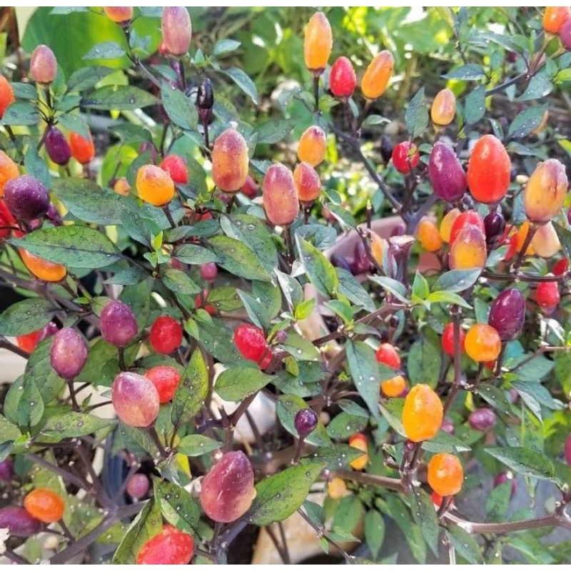 Bibit cengek pelangi