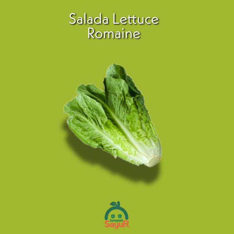 

Salada Lettuce Romaine Fresh