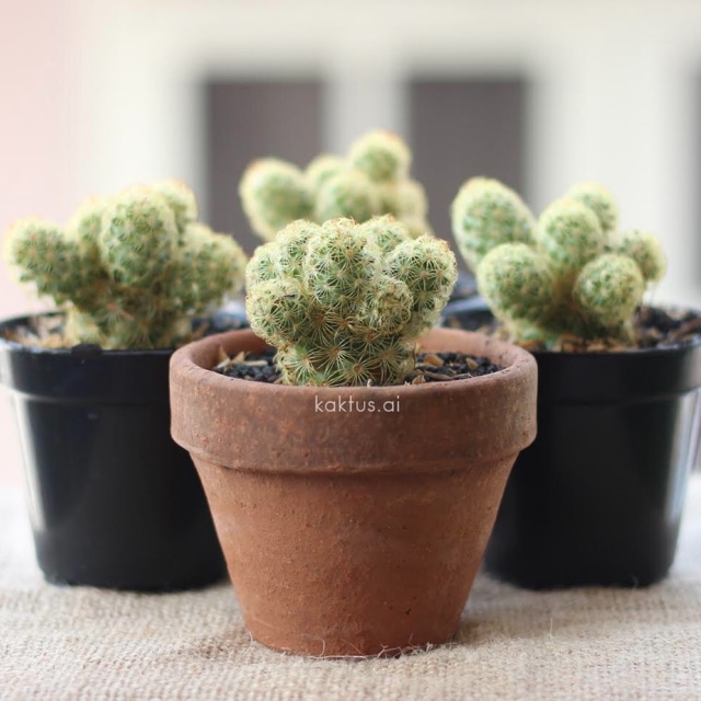  kaktus  lucu  GRATIS pot  cactus elongata bunga sukulen 