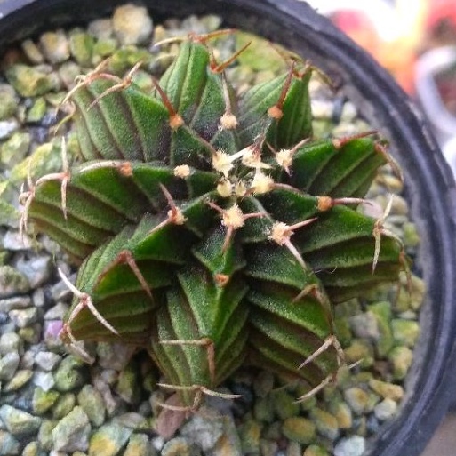 Kaktus Gymnocalycium LB Hybrid/Gymno LB Hybrid (J)