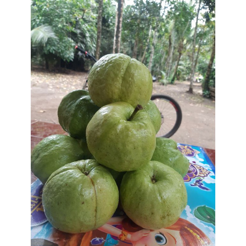 

JAMBU KRISTAL MURAH KEBUMEN
