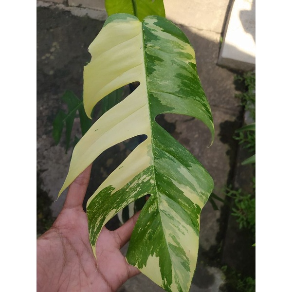 Jual Tanaman Hias Epipremnum Pinatum Variegata Ekor Naga Variegata Shopee Indonesia