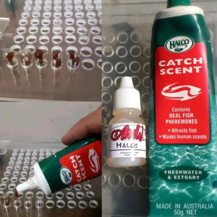 LLW 5pcs Halco Instan Air Tawar 1x Pakai Kemasan Kapsul Ori Made In Australia FV66 ➩