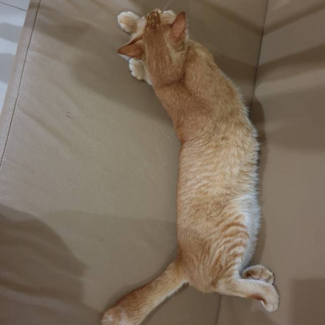tiayust