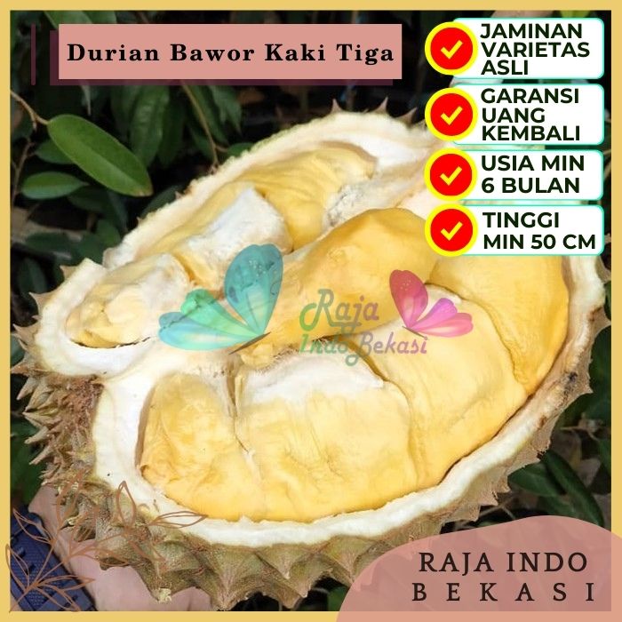 Bibit Tanaman Buah DURIAN BAWOR KAKI 3 Premium