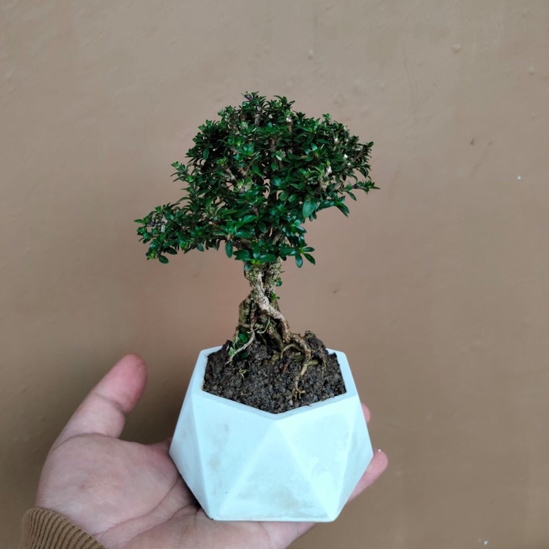 bonsai seribu bintang pot approximately besar