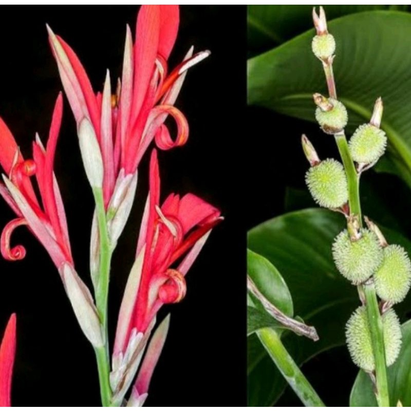 

benih bunga tasbih merah 10 biji