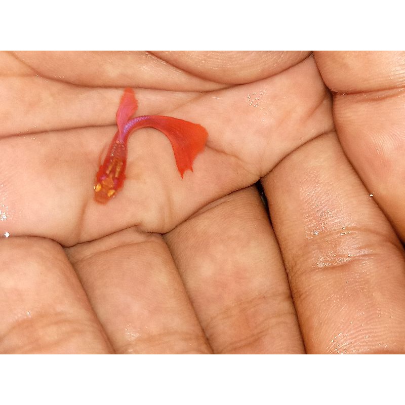 Ikan Hias Aquascape Guppy Albino Full Red (AFR)