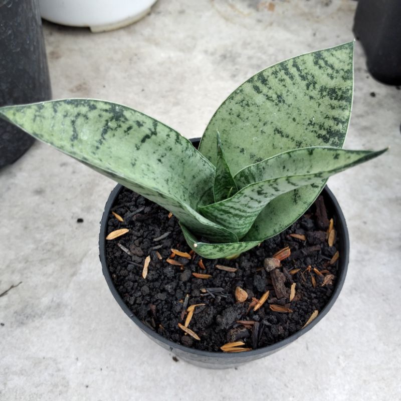 sanseviera hybrid spyder