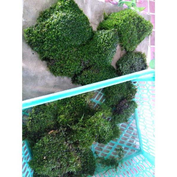 ricardia moss kontes 1 kg aquascape akuarium