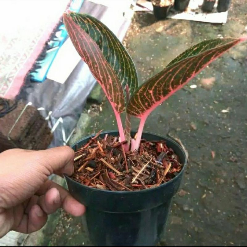 Baby aglonema Adelia - Baby aglonema adelia