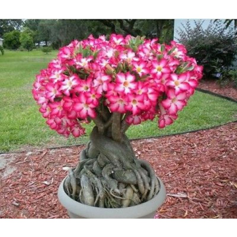 Biji / Seed / Benih Adenium Obesum Bunga Single pink